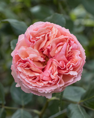 Salmanazar | Peach Garden Rose