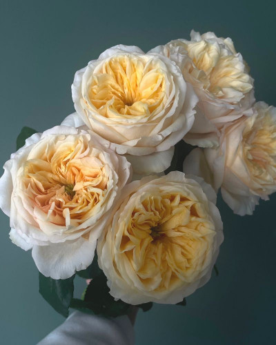 Wholesale Cream Juliet Garden Rose ᐉ bulk Cream Juliet Garden Rose