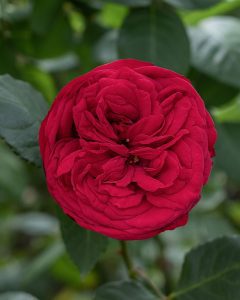 Roses for Sale - Red Piano garden red rose with deep, bold petals.