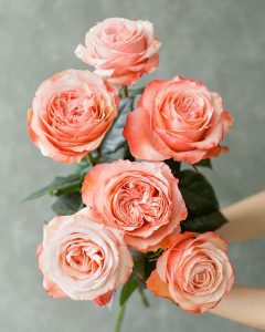Event Flowers Wholesale - Bunch of Kahala Terracotta garden roses with warm, rustic petals.
