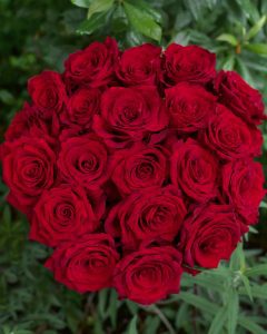 Event Flowers Wholesale - Bunch of Explorer red garden roses with bold, vibrant petals.