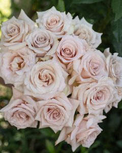 Roses for Weddings - Bridesmaid champagne garden rose with creamy, elegant petals."