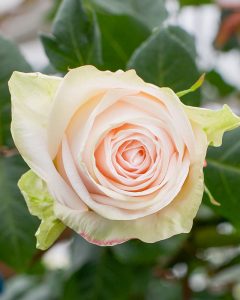Wedding Roses - Garden Spirit cream garden rose with soft, delicate petals.