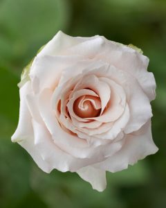 Quicksand cream rose with soft, delicate petals. Bulk Roses