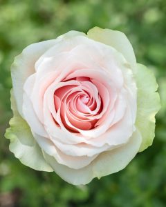 Roses for Sale - Frutteto light pink rose with soft, delicate petals.
