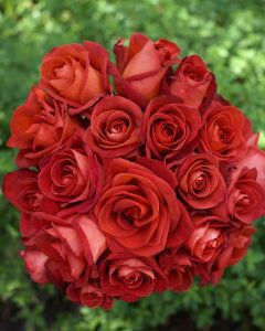 Direct Farm Roses - Café del Mar terracotta rose with unique, warm-toned petals.