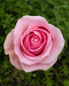 Wedding Roses - Luciano light pink rose with delicate, romantic petals.