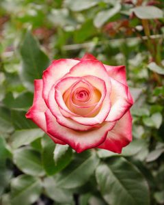 Fresh Cut Roses - Paloma cream pink rose with soft, classic petals.