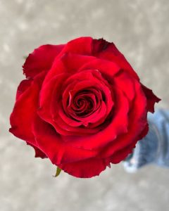 Direct Farm Roses - Born Free red rose with vibrant, classic petals.