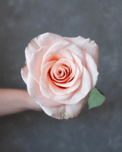 Event Flowers Wholesale - Phoenix peach rose with vibrant, warm petals.