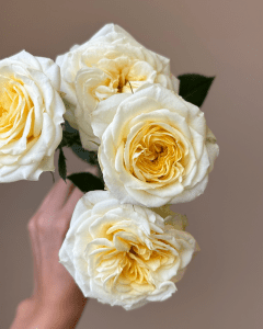 Direct Farm Roses - Bunch of Wink Allure spray soft cream roses for elegant designs.