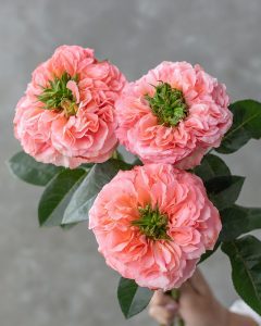 Fresh Cut Roses - Mandarin Xpression coral garden rose with tropical elegance.