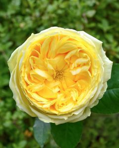 Event Flowers Wholesale - Catalina yellow garden rose with sunny appeal.