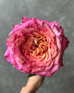 Roses for Sale - Aquarelle garden pink bicolor rose with unique shades.