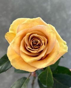 Direct Farm Roses - Combo yellow mustard rose with vibrant and warm tones.