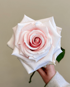 Fresh Cut Roses - Cleo light pink rose with soft, delicate tones.