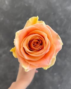 Roses for Sale - Cavendish orange rose with bold and vibrant tones.