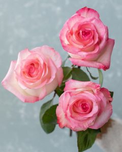 Buy Roses Online - Bunch of Boulevard white pink roses for graceful designs.