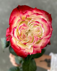 Direct Farm Roses - Apple Jack cream red rose with striking bicolor petals.