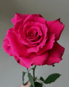 Buy Roses Online - Level Up hot pink rose with stunning color for floral arrangements.