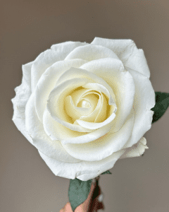 Wedding Roses - Mia white rose with classic elegance for timeless arrangements.