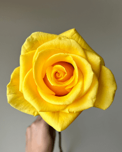 Fresh Cut Roses - Momentum yellow rose with radiant charm for lively arrangements.