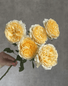 Buy Roses Online - Bunch of Silva Sunny yellow garden roses for vibrant floral arrangements.