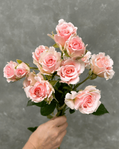 Wedding Roses - Wedding Rosever light pink spray rose for romantic floral arrangements.