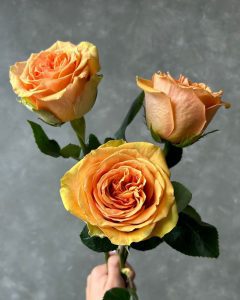 Buy Roses Online - Bunch of Tropic Versilla orange roses for lively and elegant arrangements.