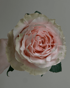 Wedding Roses - Princess Crowd light pink garden rose for romantic floral designs.
