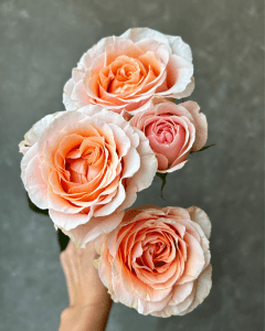 Fresh Cut Roses - Bunch of Al Amour peach spray garden roses for soft, romantic designs.