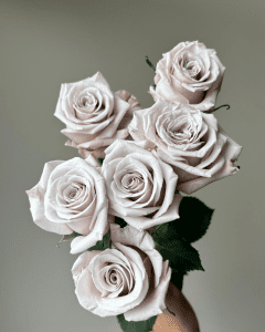 Roses for Sale - Bunch of Bliss light lavender spray garden roses for soft, enchanting designs.