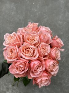 A7BBD74F 8972 4CC4 9B2E 102518E3FFEA 1 Rose