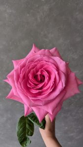 Single Nauge Rose bloom in soft pink with rounded petals and gentle curves