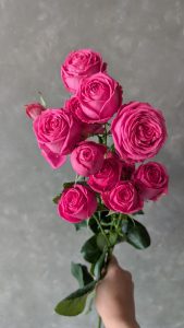 PXL 20250813 150355552 Rose