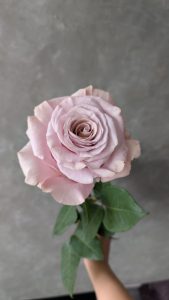 PXL 20250913 154757608 Rose