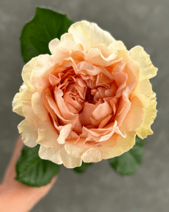 Roses for Sale - Art Nuveau peach pink rose for soft, romantic floral designs.