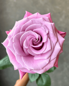 Babaloo pink lavender rose for wholesale