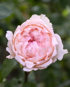 Bridal Tiara light pink garden rose for romantic floral designs avalible for bulk order