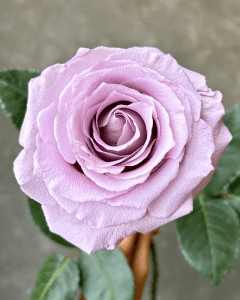 Cooldown lavender rose.