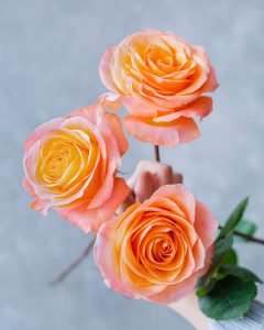 a hand holding three Coral Reef orange roses