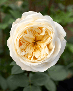 A single fresh-cut Dasha Gardens white rose with velvety petals, perfect for wholesale roses or bulk orders.