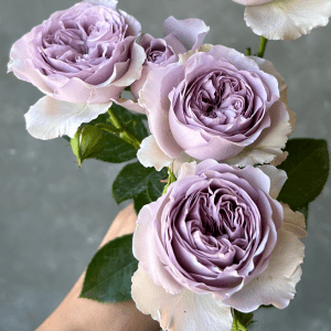 Enchanted Garden lavender spray garden rose. Bulk Flowers