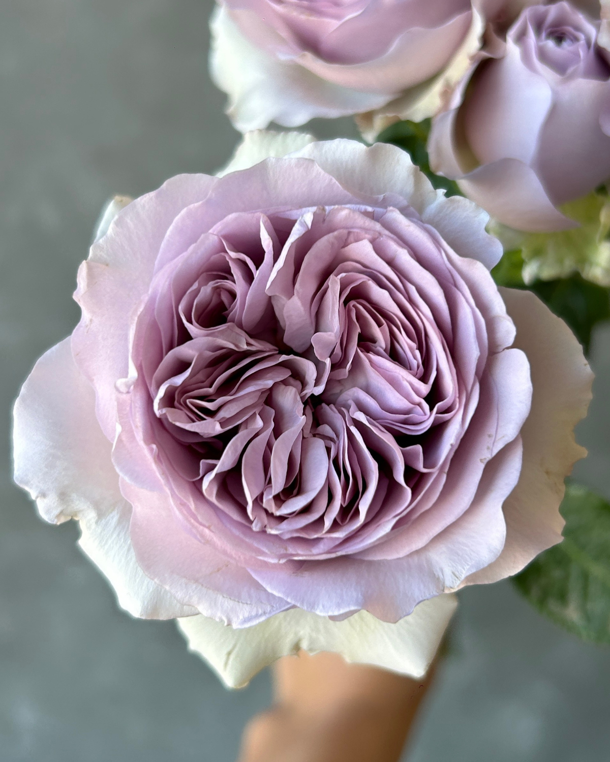 Enchanted Garden lavender spray garden rose. Bulk Flowers