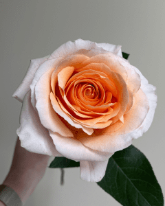 Felicity white peach garden rose with soft, romantic tones. Fresh Cut Roses