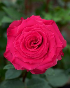 Bulk Roses - Full Monty hot pink rose.