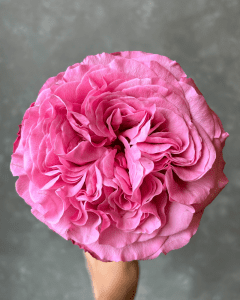 Get Lucky hot pink garden rose for bold and vibrant floral designs. Bulk Flowers