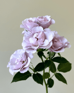 Wholesale Flowers - Innocential in Caramel lavender spray rose for soft, romantic floral displays. Bulk Roses.