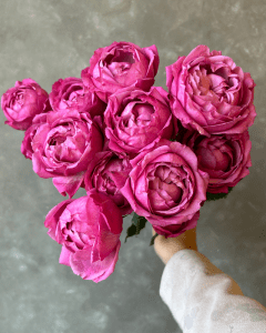 Julietta Cerise pink spray garden rose. Bulk Roses