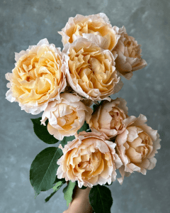 Bunch of Julietta Honey peach spray garden roses. Bulk Roses